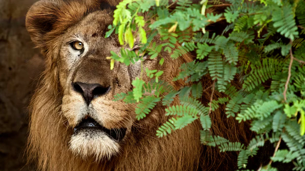 Malik lion barranquilla zoo